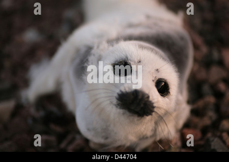 Ein Baby legt Grönlandrobbe an einem steinigen Strand. Englishtown, Nova Scotia. Stockfoto