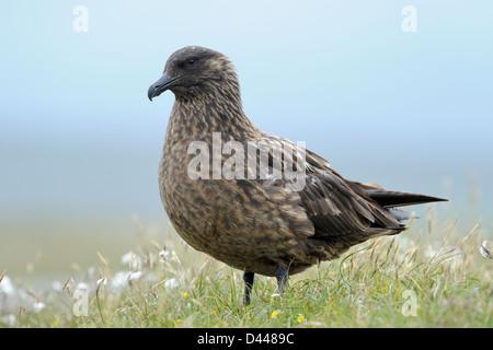 Porträt einer Arctic Skua Stand in Wollgras. Stockfoto