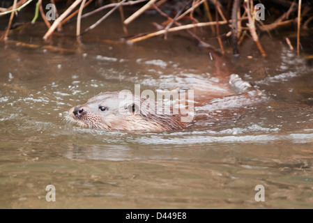 Wilde europäischer Fischotter Lutra Lutra in Norfolk Fluss schwimmen Stockfoto