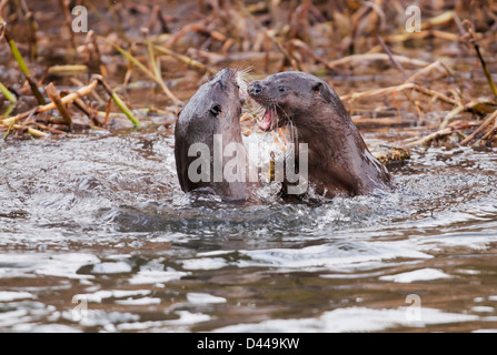 Paar von wilden europäischen Fischotter Lutra Lutra in Norfolk Fluss spielen Stockfoto