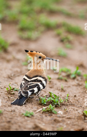 Afrikanische Wiedehopf Upupa Africana schön aber seltsam aussehende Vogel mit langen Kamm und Schnabel Stockfoto