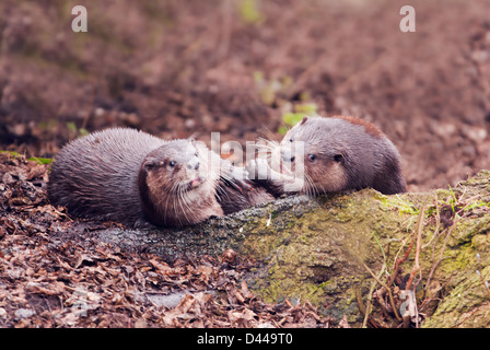 Paar von wilden europäischen Fischotter Lutra Lutra eine kurze Rast während spielen kämpfen auf der Norfolk-Fluss Stockfoto