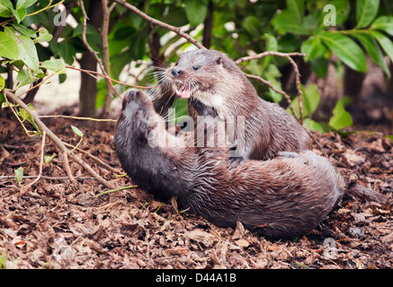 Paar von wilden europäischen Fischotter Lutra Lutra spielen am Ufer des Flusses in Norfolk Stockfoto