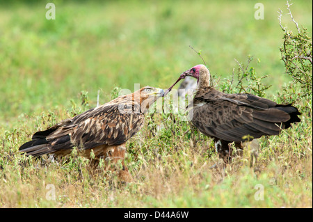 Steppenadler (Aquila Nipalensis) in einem Tauziehen-Kampf mit einem mit Kapuze Geier (Necrosyrtes Monachus) über ein Stück töten Stockfoto