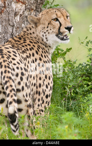 Gepard (Acinonyx Jubatus) steht ein Baum, über seine Schulter blickend Stockfoto