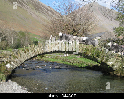 Schafe, die Überquerung der alten Pack Pferd Brücke beim Wasdale Head in der Nähe von Wast Wasser im Lake District Stockfoto