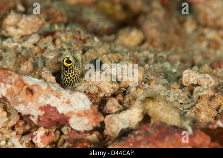 Garten-Aal (Heteroconger Hassi) spähte aus dem Koralle Schutt an einem tropischen Korallenriff in Bali, Indonesien entdeckt. Stockfoto