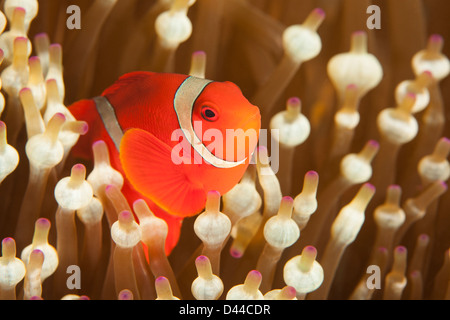 Spinecheek Anemonefish (Premnas Biaculeatus) in der Anemone an einem tropischen Korallenriff in Bali, Indonesien. Stockfoto