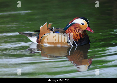 Mandarin Drake. Slimbridge, Gloucestershire, UK März 2011 Stockfoto