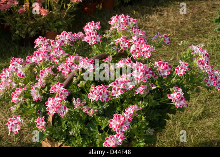 Pelargonium Grandiflorum 'Beromunster', Gerani, Geraniaceae Stockfoto