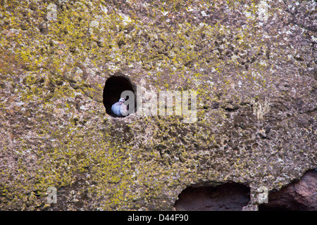 Taube in einem Loch, Lalibela, Äthiopien Stockfoto