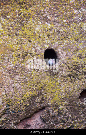 Taube in einem Loch, Lalibela, Äthiopien Stockfoto