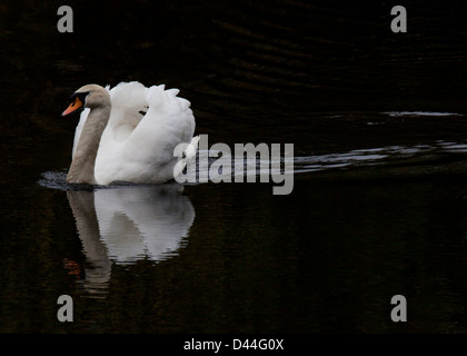 Der Höckerschwan (Cygnus Olor) Stockfoto