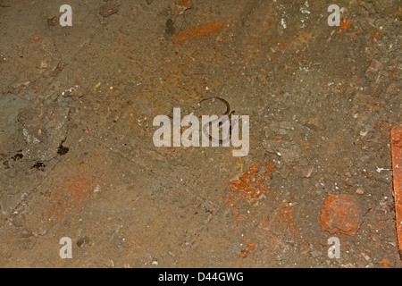 Gemeinsamen Wolf Schlange, Lycodon aulicus Stockfoto