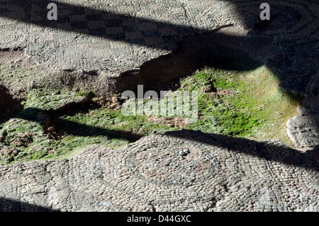 Algen wachsen im Wasser-protokolliert Mosaikboden im Fishbourne Roman Palace in der Nähe von Chichester, West Sussex, UK Stockfoto