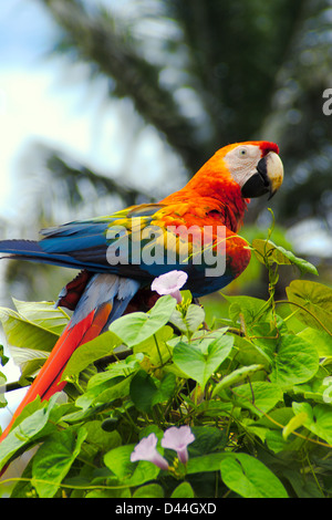 Ara-Ara blau Tailed wilde Papagei Stockfoto