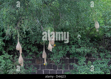 Baya Webervogel, Ploceus Philippinus Nest, Indien Stockfoto