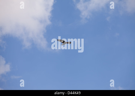 Rothaarige Aufräumvorgang Geier Vögel fliegen Stockfoto