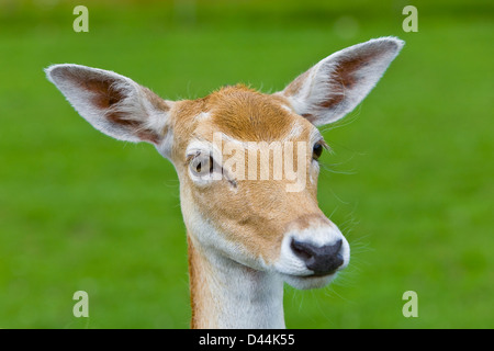 Schuss in den Kopf des Jungen Hirsch. Selektiven Fokus Stockfoto
