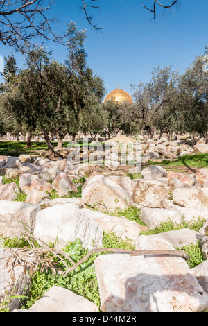 Tempelberg, Israel. Steinen von antiken Ruinen in einem Feld geworfen. Die berühmte Kuppel des Felsens ("Golden dome") im Hintergrund. Stockfoto