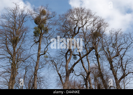 Gemeinsames Mistel Viscum Album hoch in Reife Laub-Esche gegen strahlend blauen Himmel im Frühling Stockfoto
