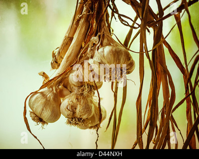 Knoblauch Zwiebeln zum Trocknen aufgehängt Stockfoto
