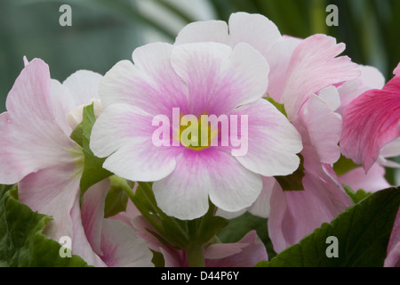 Primula-Primula Obconica weißen und rosafarbenen Primel Stockfoto