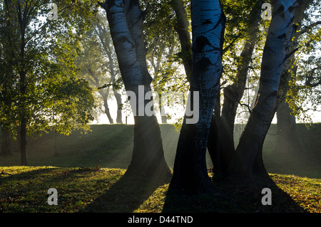 Ersten Sonnenstrahlen auf den Bäumen durch den Morgennebel Stockfoto