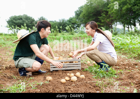 ein paar in einer Farm setzen Kartoffeln in einen Korb Stockfoto