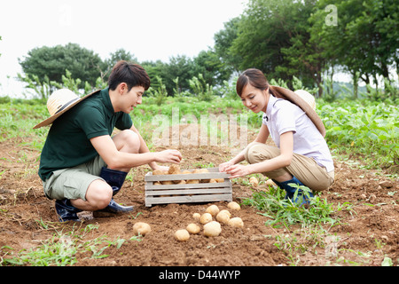 ein paar in einer Farm setzen Kartoffeln in einen Korb Stockfoto