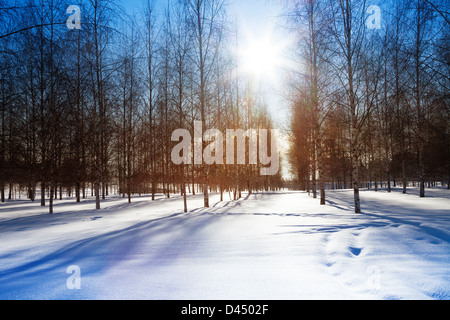 Birke-Linien im Park am kalten Wintertag mit Sonnenlicht auf der Durchreise Stockfoto