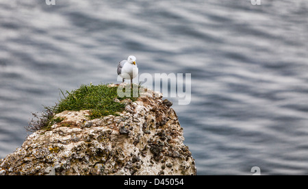 Bild von der Europäischen Silbermöwe (Larus Argentatus) auf der Oberseite der Klippe Etretat in Haute-Normandie im Norden Frankreichs. Stockfoto