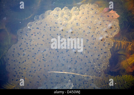 Bournemouth, UK. 5. März 2013. Frühling - frog Rana temporaria frogspawn laichen im Gartenteich in Bournemouth, UK. Credit: Carolyn Jenkins/Alamy leben Nachrichten Stockfoto