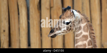 Gelsenkirchen, Deutschland. 5. März 2013. Die Neugeborene Giraffe, geboren am 21. Februar, steht am Zoom-Erlebniswelt in Gelsenkirchen, Deutschland, 5. März 2013. Das Kalb ist der neunte Giraffe, die im Zoo geboren wurde. Foto: CAROLINE SEIDEL/Dpa/Alamy Live News Stockfoto