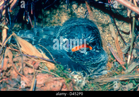 Kuckuck Küken (Cuculus Canorus) auf Robins Nest (Erithacus Rubecula) Stockfoto