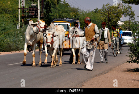 Käufern führen ihre Ochsen nach Hause während Viehmarkt im westlichen indischen Stadt von Nagaur, im Staat Rajasthan Stockfoto