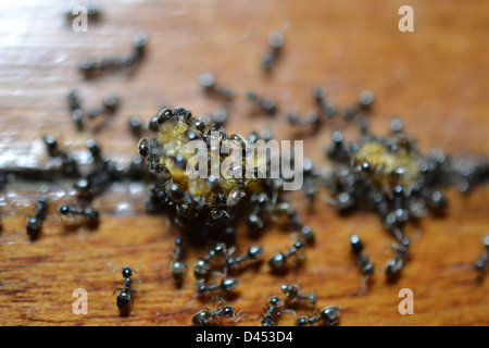 Ameisen Essen Krümel auf Holzboden Stockfoto