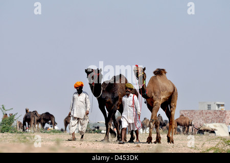 Anbietern bringt ihre Kamele, während Rinder fair im westlichen indischen Stadt von Nagaur, in Rajasthan Zustand zu verkaufen Stockfoto