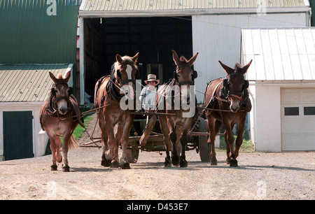 Amische junge mit Team der Pferde und Maultiere, niederländische Landwirtschaft, Maultiere und Pferde-Team, ein Feld, traditionelle Anbaumethoden, Teamarbeit zu pflügen Stockfoto