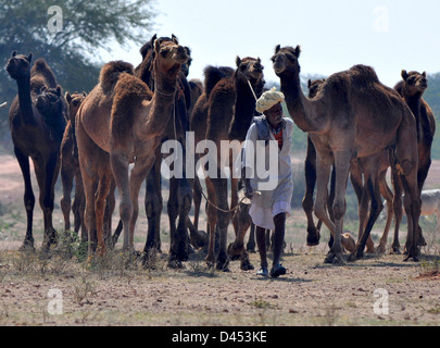 Ein Landwirt Hüten von Kamelen am Viehmarkt im westlichen indischen Stadt von Nagaur, im Staat Rajasthan Stockfoto