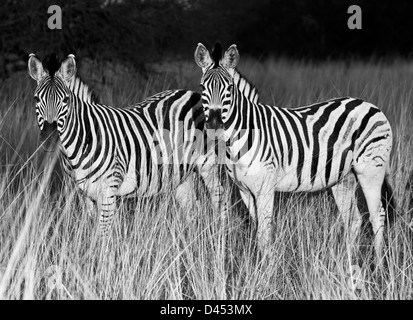 Zwei Ebenen Zebras stehen in Grünland, Phinda Game Reserve, Südafrika Stockfoto