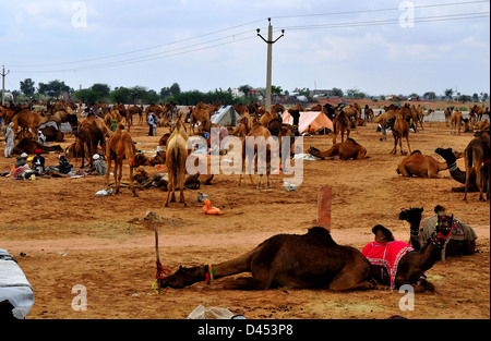 Kamele zum Verkauf stehen auf einem Feld am Viehmarkt im westlichen indischen Stadt von Nagaur, in Rajasthan Stockfoto
