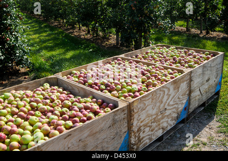 Äpfel in Wayne County, New York Obstgarten Stockfoto