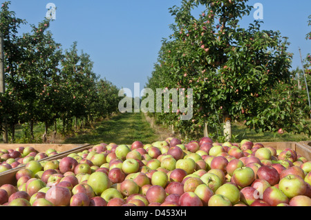 Äpfel in Wayne County, New York Obstgarten Stockfoto