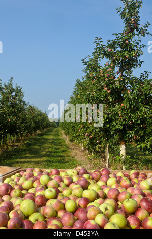 Äpfel in Wayne County, New York Obstgarten Stockfoto