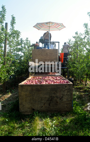 Wanderarbeiter pflücken in Wayne County, New York Obstgarten Äpfel Stockfoto