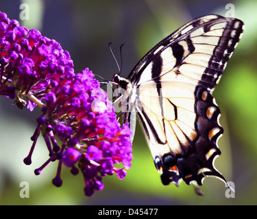 Schwalbenschwanz-Schmetterling auf eine lila Blume, Stockfoto