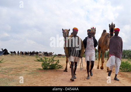 Kameltreiber mit ihren Kamelen auf ein Viehmarkt im westlichen indischen Stadt von Nagaur, im Staat Rajasthan Stockfoto