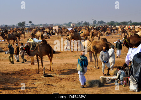 Kamele zum Verkauf stehen auf einem Feld am Viehmarkt im westlichen indischen Stadt von Nagaur, im Staat Rajasthan Stockfoto