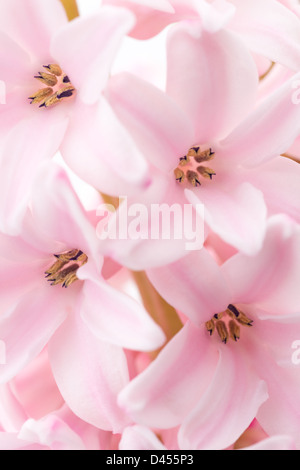 Blumen: Nahaufnahme der rosa Hyazinthe, ausgezeichnete natürliche Blumen Hintergrund, Tiefenschärfe, geringe Schärfentiefe Stockfoto